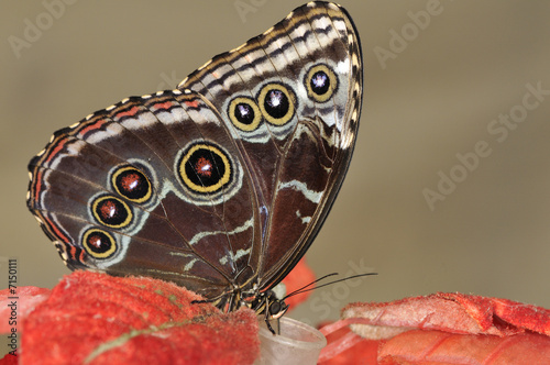 Tapeta ścienna Niebieski motyl morpho