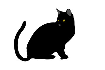  Gato negro