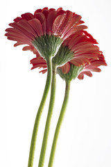 Poster - gerber daisies with droplets on petals