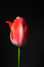 Tulipano Rosso Su Sfondo Nero
