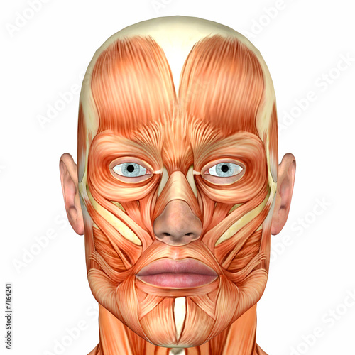 Male Human Body Anatomy - Face - Buy this stock illustration and