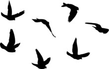 Vector Silhouettes Of Flying Pigeons