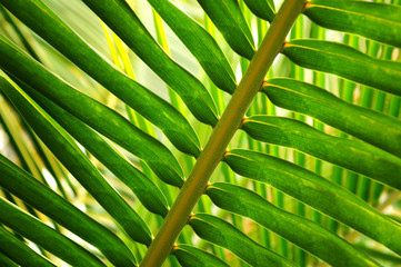 Canvas Print - Tropical leaf