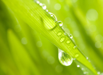 Wall Mural - Close-up shot of green grass with rain drops on it