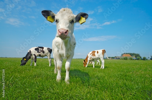 Cute Baby Cow Buy This Stock Photo And Explore Similar Images At
