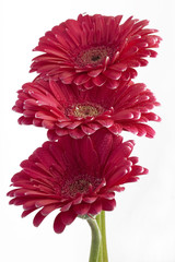 Poster - gerbera daisies