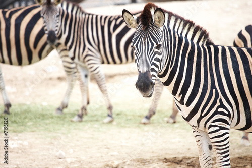 Plakat na papierze fotorealistycznym Zebra i stado
