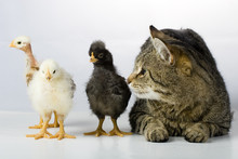 Easter Cats With Chick Free Stock Photo - Public Domain Pictures