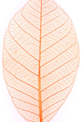 Dry leaf close up