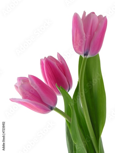 Jalousie-Rollo - pink tulips (von Maria Brzostowska)