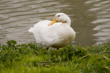 Canvas Print - duck