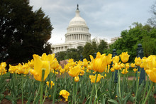 US Capitol In Washington DC With Yellow Tulips Shown In Foregrou