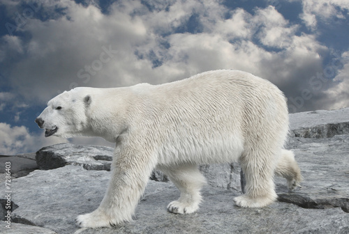 Fototapeta na wymiar eisbär