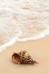 Poster - Seashell and ocean wave