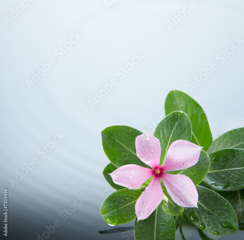 Foto-Flächenvorhang - flower and water ripple (von Okea)