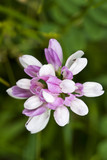 Fototapeta  - Pink and White Wildflower