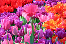 Field Of Multicoloured Tulips