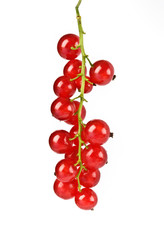 Wall Mural - red currant