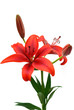 burgundy red tiger lily isolated on white background