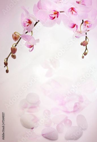 Foto-Rollo - Orchids background (von Julia Britvich)