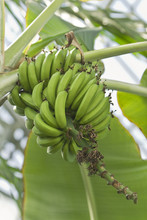 Bananas In Tree