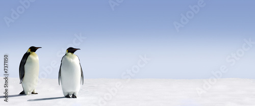 Board z aluminiowym obramowaniem Penguin Panorama