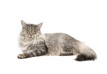 Poster - maine coon cat isolated