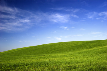 Wall Mural - Spring field