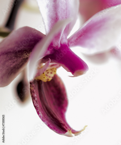 Dekoracja na wymiar  dzika-orchidea