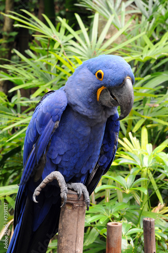 Naklejka na szybę Blue Hyacinth Macaw