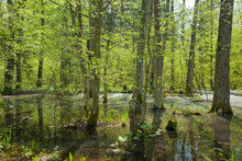 Springtime Alder Bog Forest