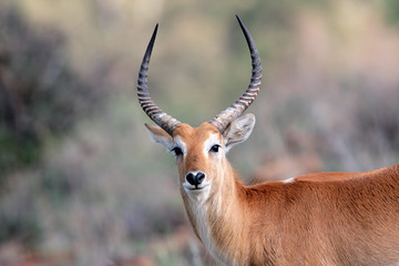 Wall Mural - red lechwe antelope