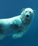 Fototapeta Do pokoju - Polar bear underwater close-up