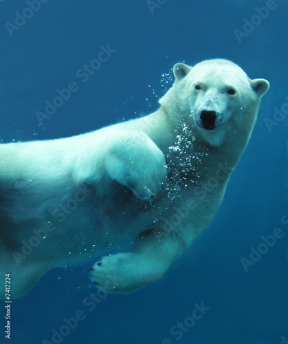 polar-bear-underwater-close-up