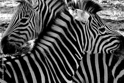 Dekoracja na wymiar  zebra