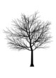 © bluekat - Tree Silhouette 3