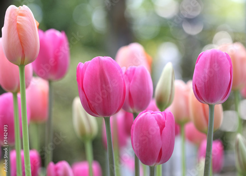 Naklejki tulipany kwiaty-tulipanow-na-lace