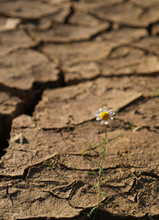 Cracked And Dried Soil With A Single Flower