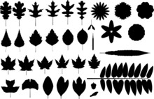 Vector Silhouettes Of Leaves And Flowers