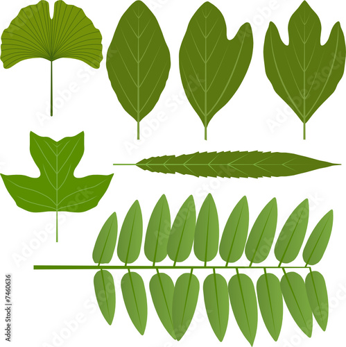 photo Sassafras Leaf Clipart https stock adobe com images vector leaves gingko sassafras poplar locust and willow 7460636 start checkout 1 content id 7460636