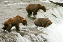 Grizzly Bears Fishing For Salmon
