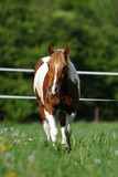 Fototapeta Konie - Pferd auf Weide (paint horse braun)