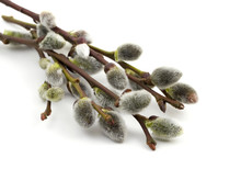 Willow Catkins; Early Spring Salix Flowers