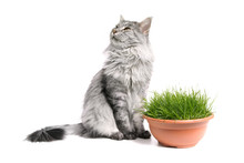 Maine Coon Cat Isolated And Grass