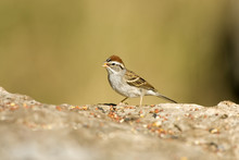 A Chipping Sparrow Eating Seeds Placed On A Rock