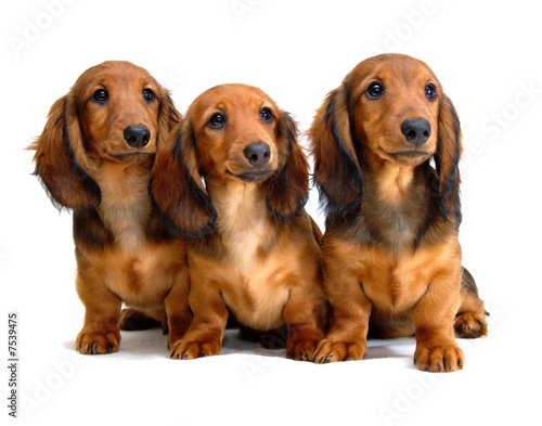 Three Longhair Dachshund Puppies Buy This Stock Photo And