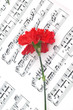 Red carnation flower on musical notes page