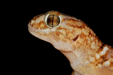 Wall Mural - Giant ground gecko, Kalahari desert