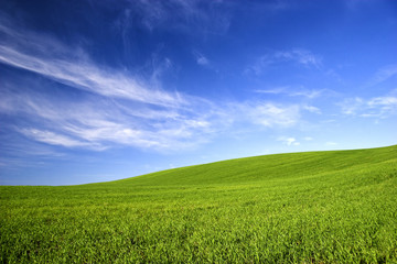 Wall Mural - Spring field