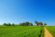 Many trees on a green hill with path and cloudless blue sky